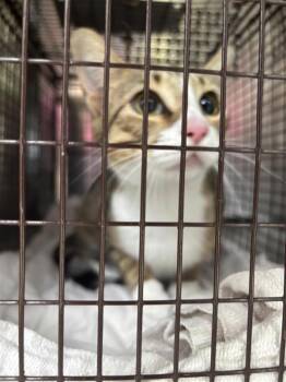 Peggy -  Domestic Short Hair Cat for Adoption in Austin, Texas - Peggy | PetCurious
