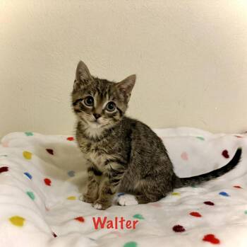 Domestic Short Hair Cats Available for Adoption - Walter | PetCurious