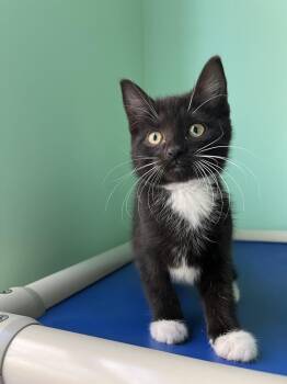 Domestic Short Hair Cats Available for Adoption - Filly | PetCurious