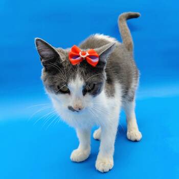 Aiyanna -  Domestic Short Hair Cat for Adoption in Springfield, Missouri - Aiyanna | PetCurious