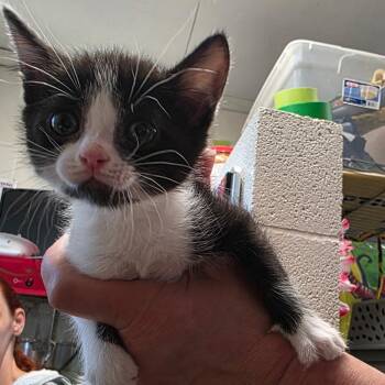 Domestic Short Hair Cats Available for Adoption in Eureka Springs, Arkansas - Purrito | PetCurious