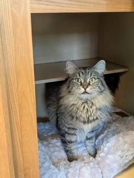 Remi The Floofzilla -  Domestic Medium Hair Cat for Adoption in Brookings, South Dakota - Remi The Floofzilla | PetCurious