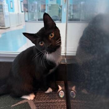 Kylian -  Domestic Short Hair Cat for Adoption in Hawthorne, California - Kylian | PetCurious