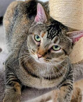 Rose (aka) Angel -  Abyssinian Cat for Adoption in St. Augustine, Florida - Rose (aka) Angel | PetCurious