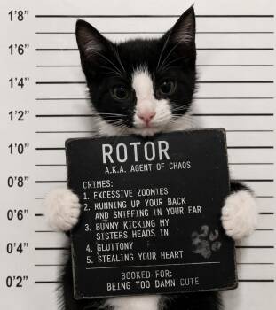 Rotor in foster care (must be adopted with a sibling) -  Domestic Short Hair Cat for Adoption in Ellicott City, Maryland - Rotor In Foster Care (must Be Adopted With A Sibling) | PetCurious