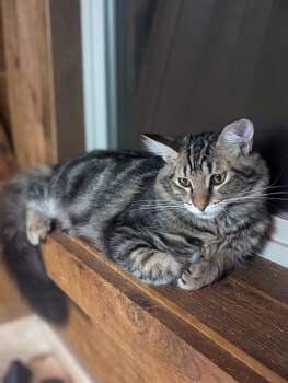 Rescue Domestic Medium Hair Cats for Adoption in Missoula, Montana - Mocha | PetCurious
