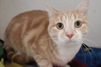 Domestic Short Hair Cats Available for Adoption - Fritz | PetCurious