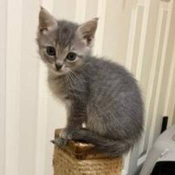 Skye -  American Shorthair Cat for Adoption in Franklin, Tennessee - Skye | PetCurious