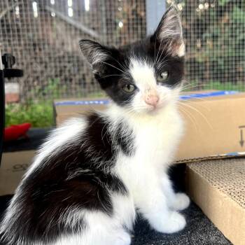 Rescue Domestic Medium Hair Cats for Adoption in Long Beach, California - Pandy | PetCurious