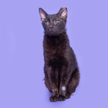 Domestic Short Hair Cats Available for Adoption in Franklin, Tennessee - Stanley | PetCurious