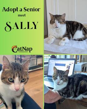 Sally - Adopt a Senior Kitty -  Domestic Short Hair Cat for Adoption in Nanaimo, British Columbia - Sally - Adopt A Senior Kitty | PetCurious