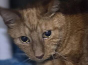 Domestic Short Hair Cats Available for Adoption in Mishawaka, Indiana - Carson | PetCurious