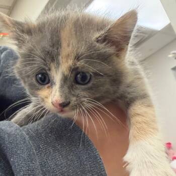 Ashley -  Domestic Medium Hair Cat for Adoption in Birmingham, Alabama - Ashley | PetCurious