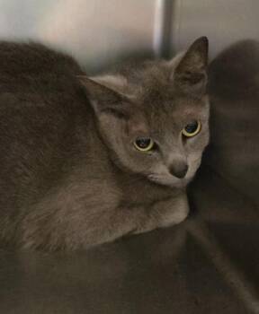 Domestic Long Hair Cats Available for Adoption in Ocala, Florida - Chi-Chi | PetCurious