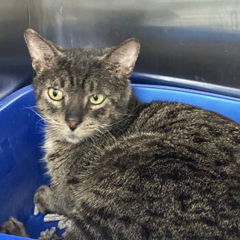 Domestic Short Hair Cats Available for Adoption - Bacon | PetCurious