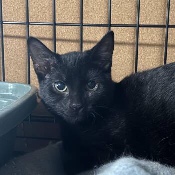Dolly -  Domestic Short Hair Cat for Adoption in Syracuse, New York - Dolly | PetCurious