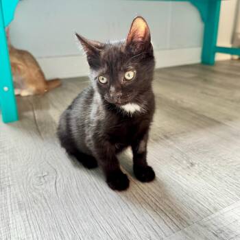 Domestic Short Hair Cats Available for Adoption in Asheville, North Carolina - String Bean | PetCurious