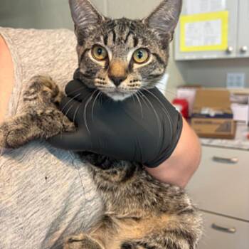 Sid -  Domestic Short Hair Cat for Adoption in Huntington, West Virginia - Sid | PetCurious