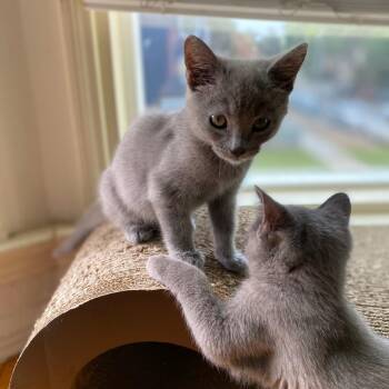 Tallulah Bankhead -  Domestic Short Hair Cat for Adoption in Los Angeles, California - Tallulah Bankhead | PetCurious