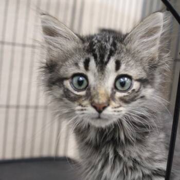 Rescue Domestic Medium Hair Cats for Adoption in Cleveland, Mississippi - Bambi | PetCurious