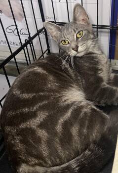 Hazel -  Domestic Short Hair and Tabby Cat for Adoption in Hammond, Louisiana - Hazel | PetCurious