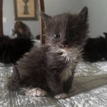 Miso -  Domestic Medium Hair Cat for Adoption in Danbury, Connecticut - Miso | PetCurious