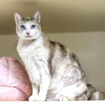 Edelweiss -  Snowshoe Cat for Adoption in Los Angeles, California - Edelweiss | PetCurious