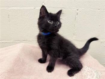 CHUBS -  Domestic Medium Hair Cat for Adoption in Brentwood, Missouri - CHUBS | PetCurious