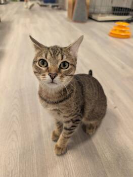 Ottilie -  Domestic Short Hair Cat for Adoption in Palm Harbor, Florida - Ottilie | PetCurious