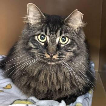 Raggy $150 TO be adopted w/sister, Who -  Maine Coon and Domestic Short Hair Cat for Adoption in Seneca, South Carolina - Raggy $150 TO Be Adopted W/sister, Who | PetCurious