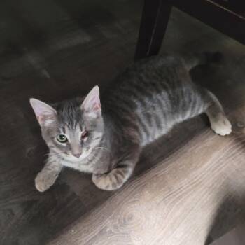 Axl -  Domestic Short Hair Cat for Adoption in Fort Worth, Texas - Axl | PetCurious