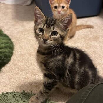 Berlioz -  Domestic Short Hair Cat for Adoption in Williston, Florida - Berlioz | PetCurious