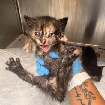 Sindel -  Domestic Short Hair Cat for Adoption in Winston-salem, North Carolina - Sindel | PetCurious