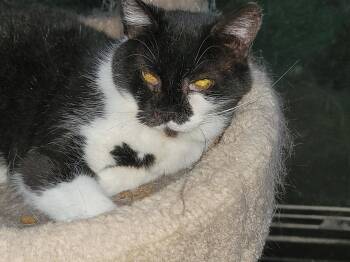 Riza 3758 -  Domestic Short Hair Cat for Adoption in Locust Grove, Virginia - Riza 3758 | PetCurious
