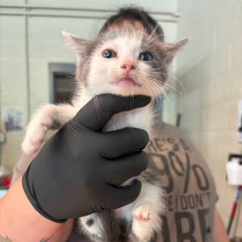 Domestic Short Hair Cats Available for Adoption in Huntington, West Virginia - Yalinda | PetCurious