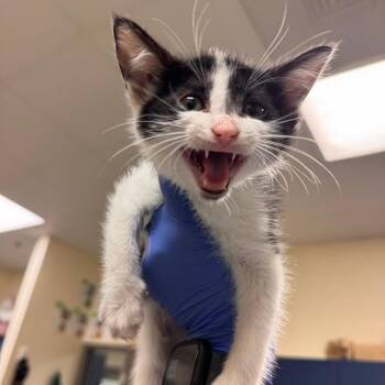 Bookman -  Domestic Short Hair Cat for Adoption in Lynchburg, Virginia - Bookman | PetCurious
