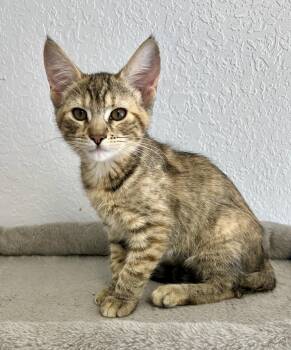 Cashew -  Domestic Short Hair Cat for Adoption in Pasco, Washington - Cashew | PetCurious