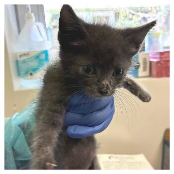 Light Green Collar -  Domestic Short Hair Cat for Adoption in Los Angeles, California - Light Green Collar | PetCurious