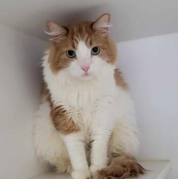 Rescue Domestic Long Hair Cats for Adoption in Othello, Washington - Arius | PetCurious