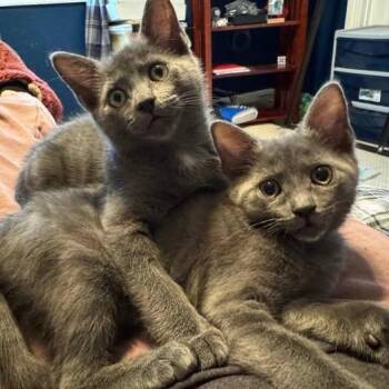 Rescue Nebelung and Russian Blue Cats for Adoption in Miami, Florida - Tammy & Jerry (BONDED PAIR) | PetCurious