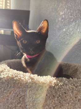 Bella -  Domestic Short Hair Cat for Adoption in St. Cloud, Florida - Bella | PetCurious