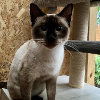 Saturday Morning Cartoons -  Siamese and Domestic Short Hair Cat for Adoption in Boerne, Texas - Saturday Morning Cartoons | PetCurious