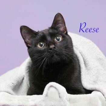 Domestic Short Hair Cats Available for Adoption - Reese | PetCurious