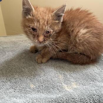Peeps -  Domestic Short Hair Cat for Adoption in Pasadena, California - Peeps | PetCurious