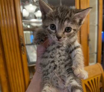 Domestic Short Hair Cats Available for Adoption in Nutley, New Jersey - Maisy | PetCurious