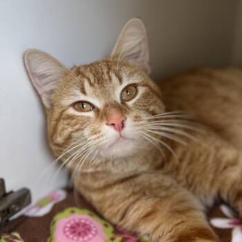 Domestic Short Hair Cats Available for Adoption - Oatcake | PetCurious