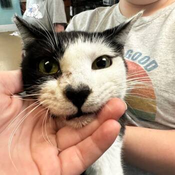 Star-Lord -  Domestic Short Hair Cat for Adoption in Gadsden, Alabama - Star-Lord | PetCurious