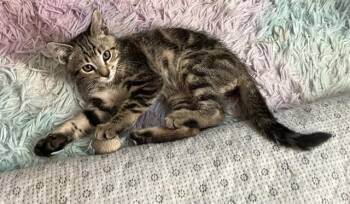 LITTLE BIT -  Domestic Short Hair Cat for Adoption in Kent, Washington - LITTLE BIT | PetCurious