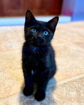 Domestic Medium Hair Cats Available for Adoption in Calgary, Alberta - Nintendo | PetCurious