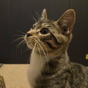 Edith -  Domestic Short Hair Cat for Adoption in Rock Falls, Illinois - Edith | PetCurious